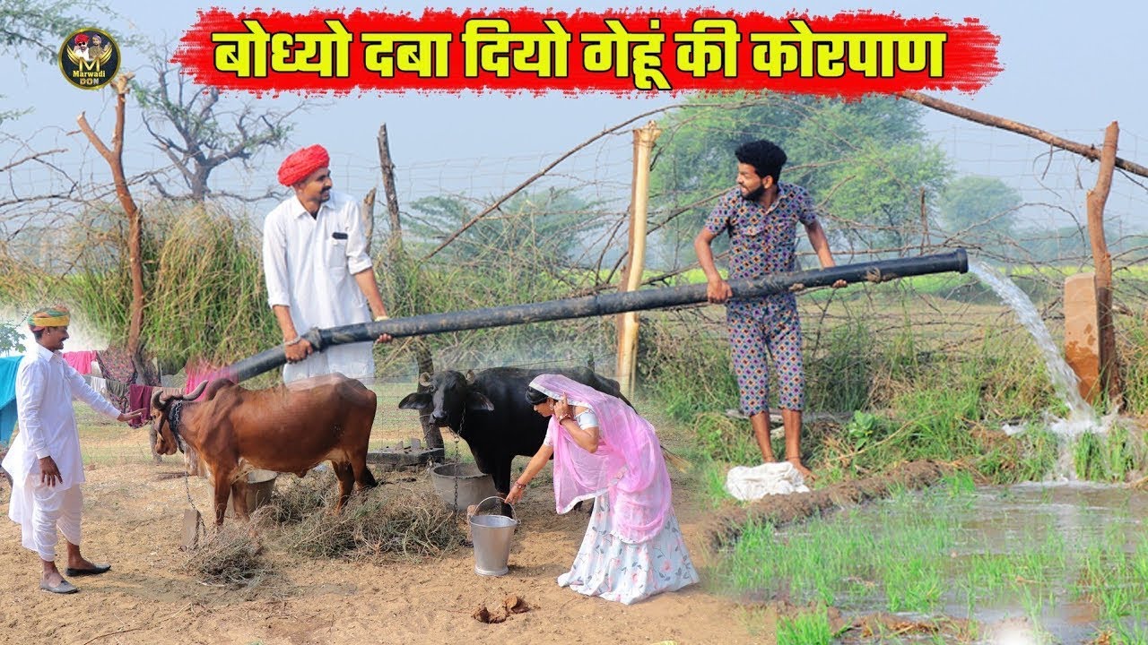 बोध्यो दबा दियो गेंहू की कोरपाण || दादा पाइप मु पाणी आव || New Rajasthani Comedy  2026