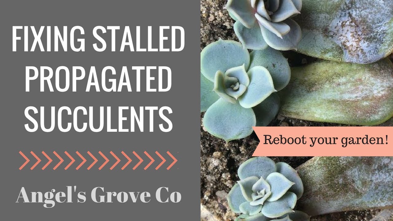 How to Speed Up Succulent Propagation