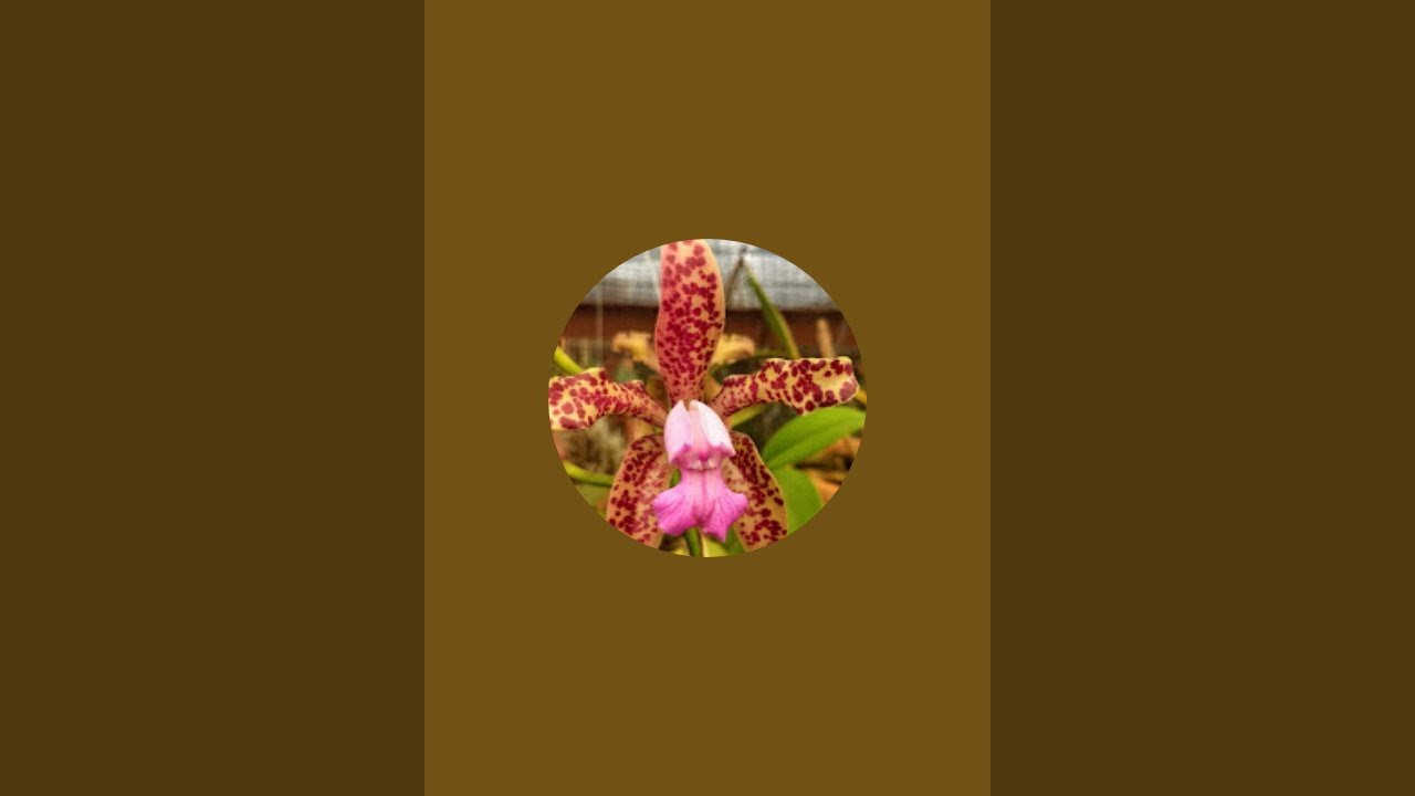Orquidário Miranda está ao vivo!