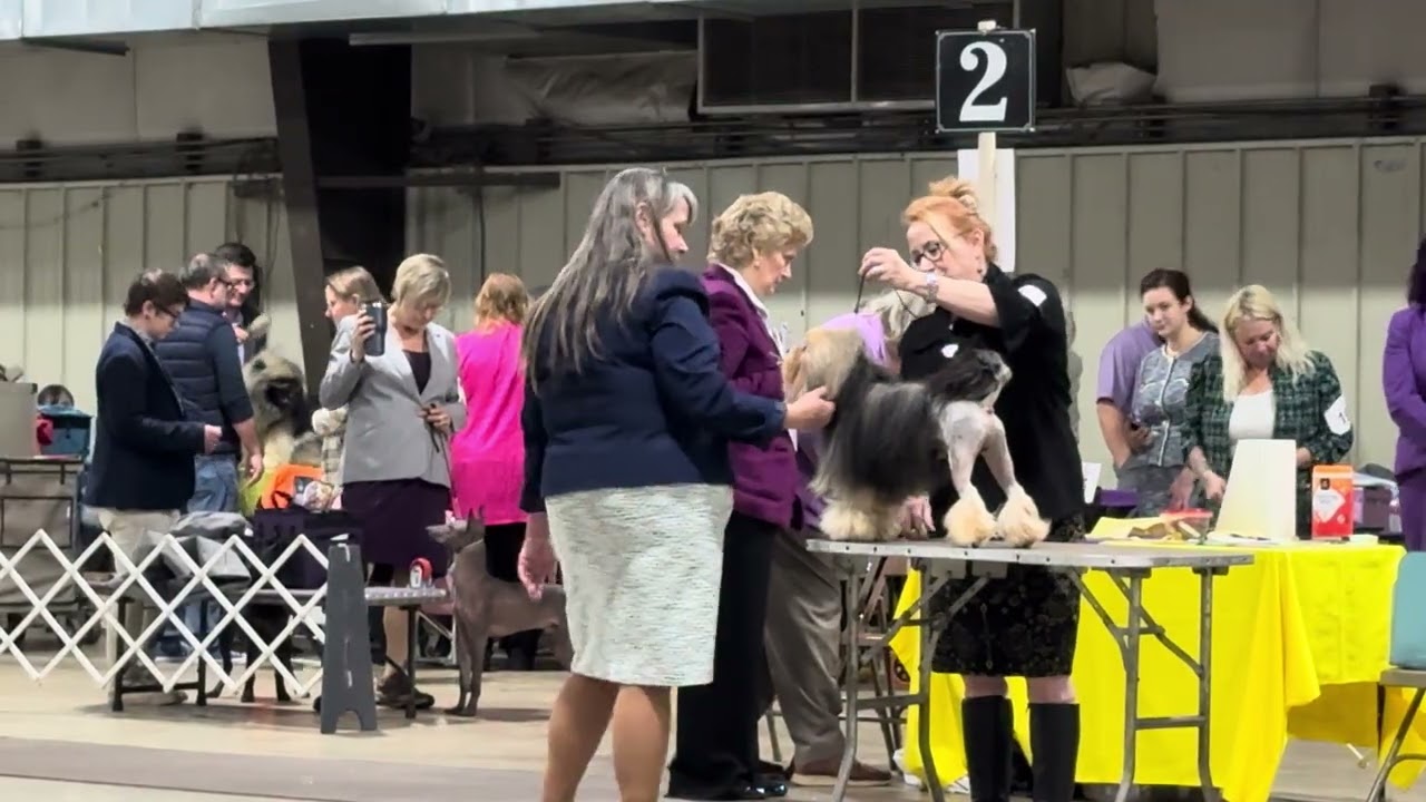 2026-01-10 Löwchen Breed Judging Annapolis Kennel Club West Friendship MD