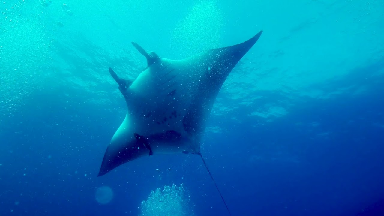 Socorro Diving Video - Quino El Guardian (December 2024)