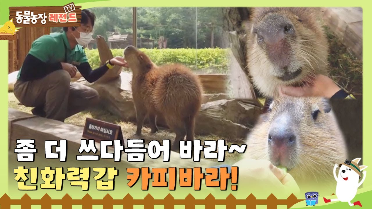 [TV 동물농장 레전드] 좀 더 쓰다듬어바라~ 친화력갑 카피바라! 풀버전 다시 보기 I TV동물농장 (Animal Farm) | SBS Story