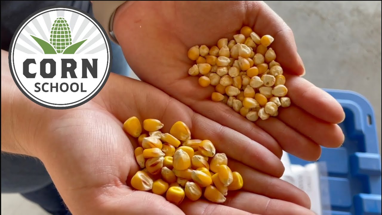 Corn School: Is there a link between seed size and yield potential?