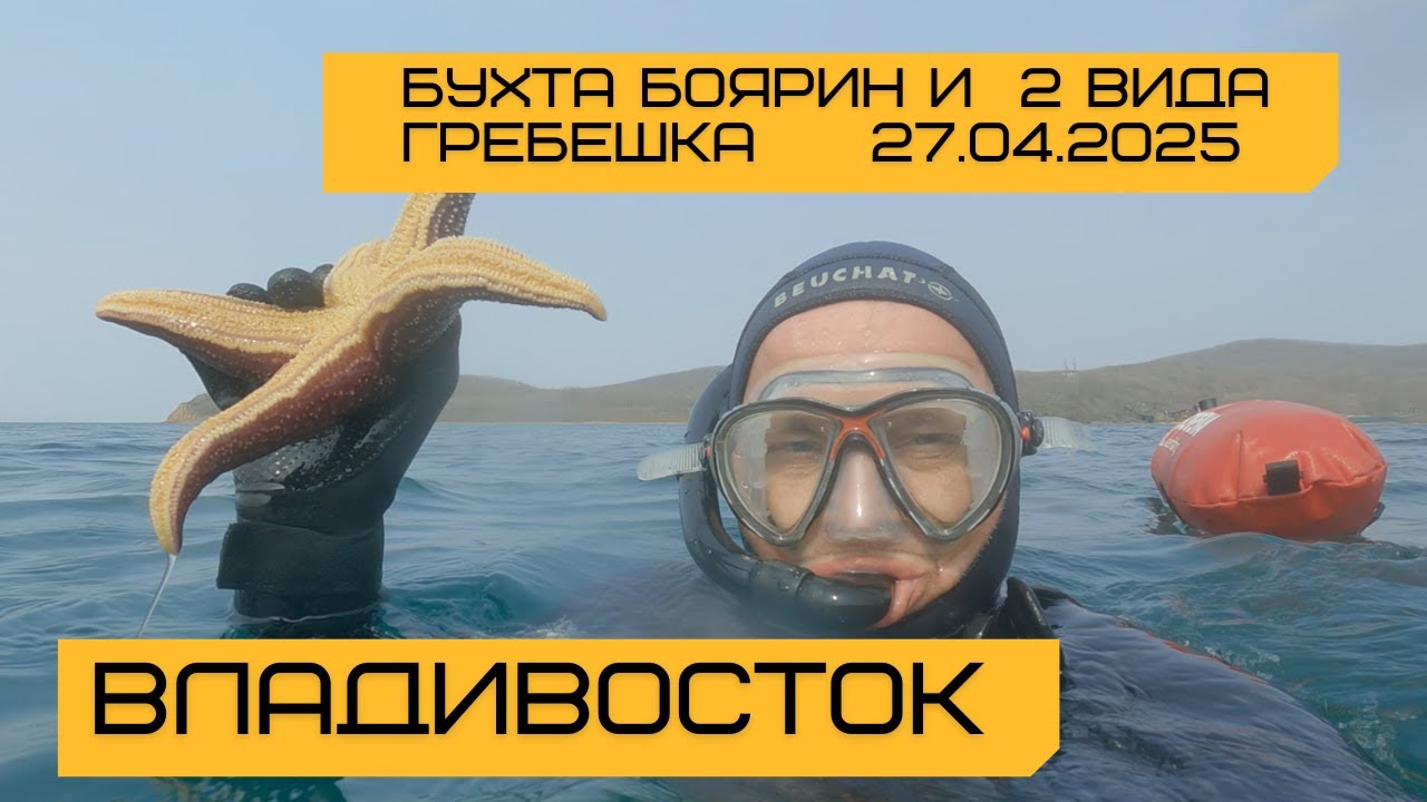 E64 Нырялка за 2 видами гребешка. Бухта Боярин, Владивосток. Вода +5