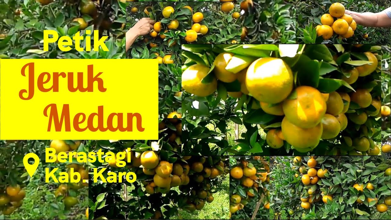 Panen jeruk Medan berbuah lebaaat.. sampai kebawah  di Berastagi. Teknik Okulasi