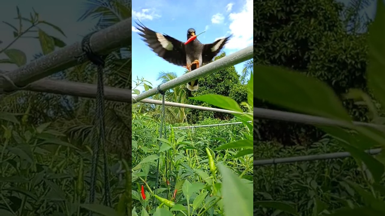 Cicem tiong pajoh campli #shorts