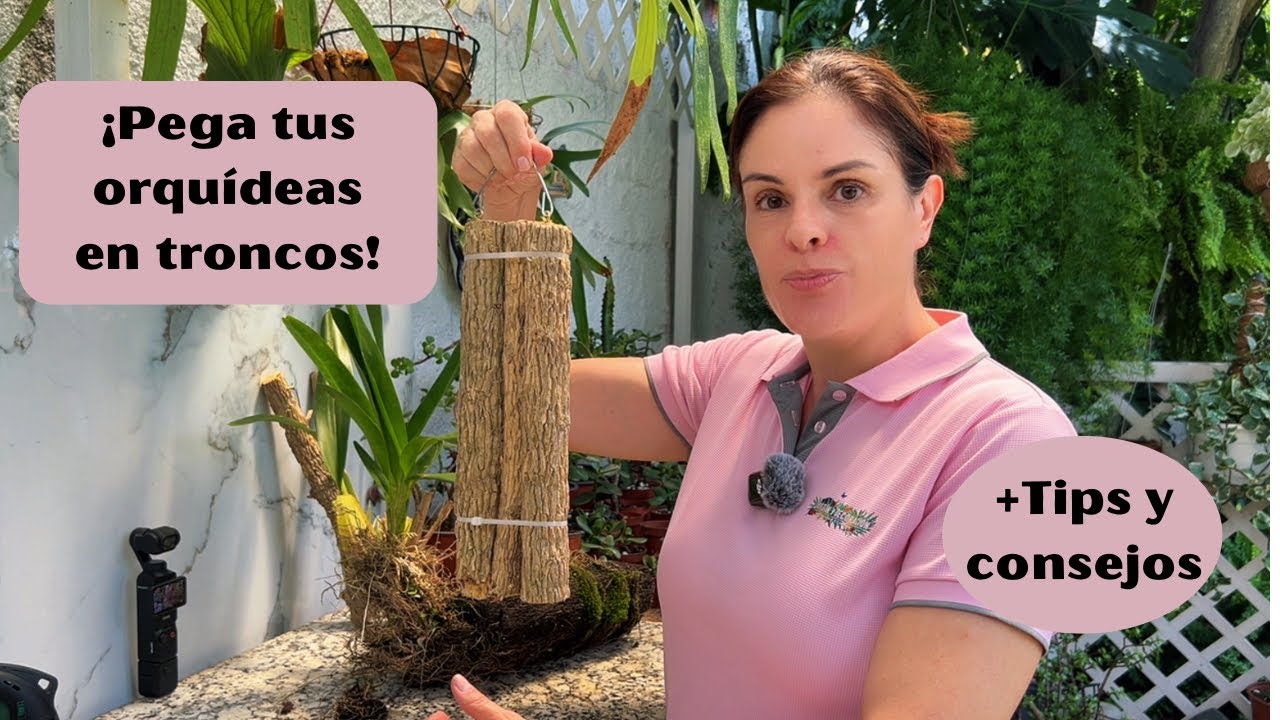 Cómo pegar una orquídea en un tronco?🌸