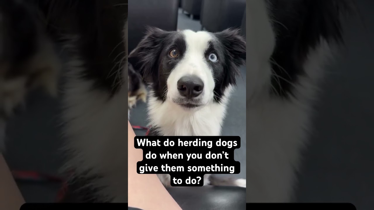 #lifewithdogs #herdingdogs #bordercollie #australianshepherd #dogs