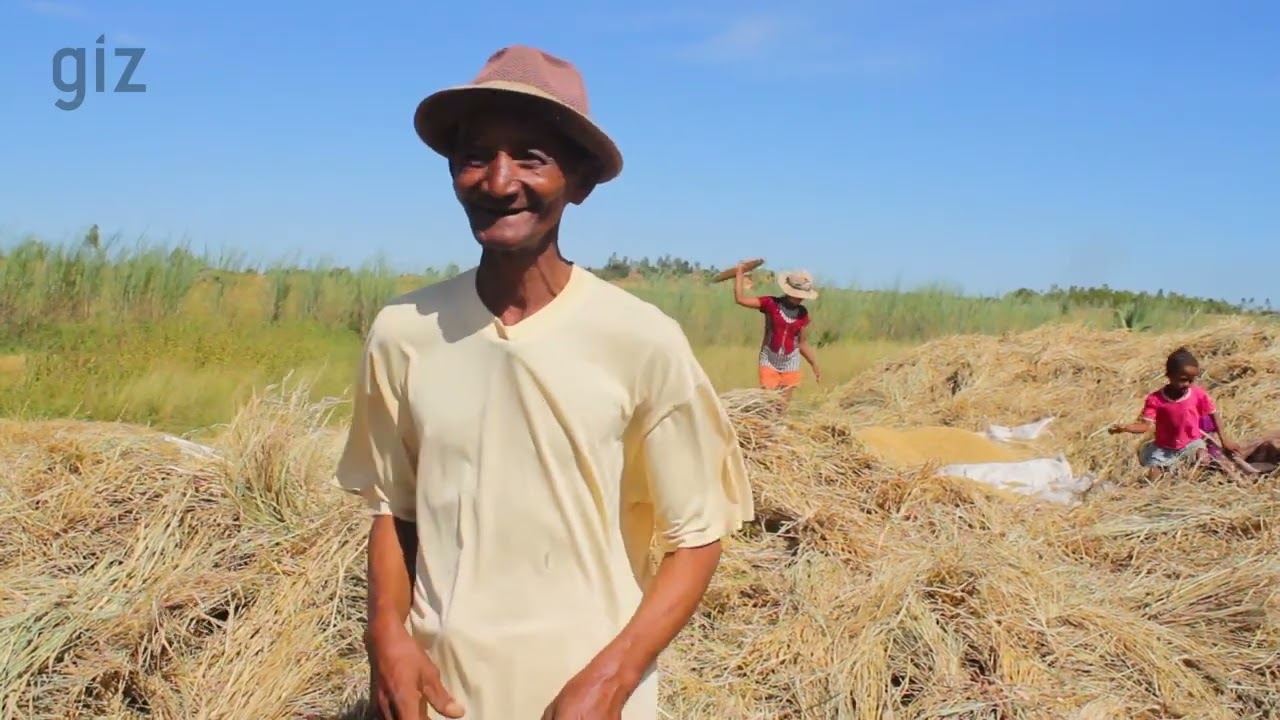 Culture de riz pluvial avec utilisation de compost