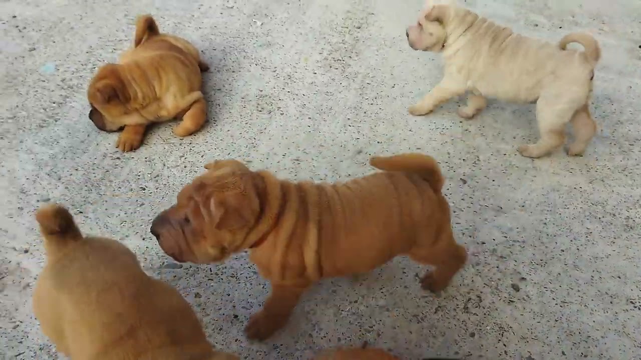 Cucciolate di Shar Pei estate 2023