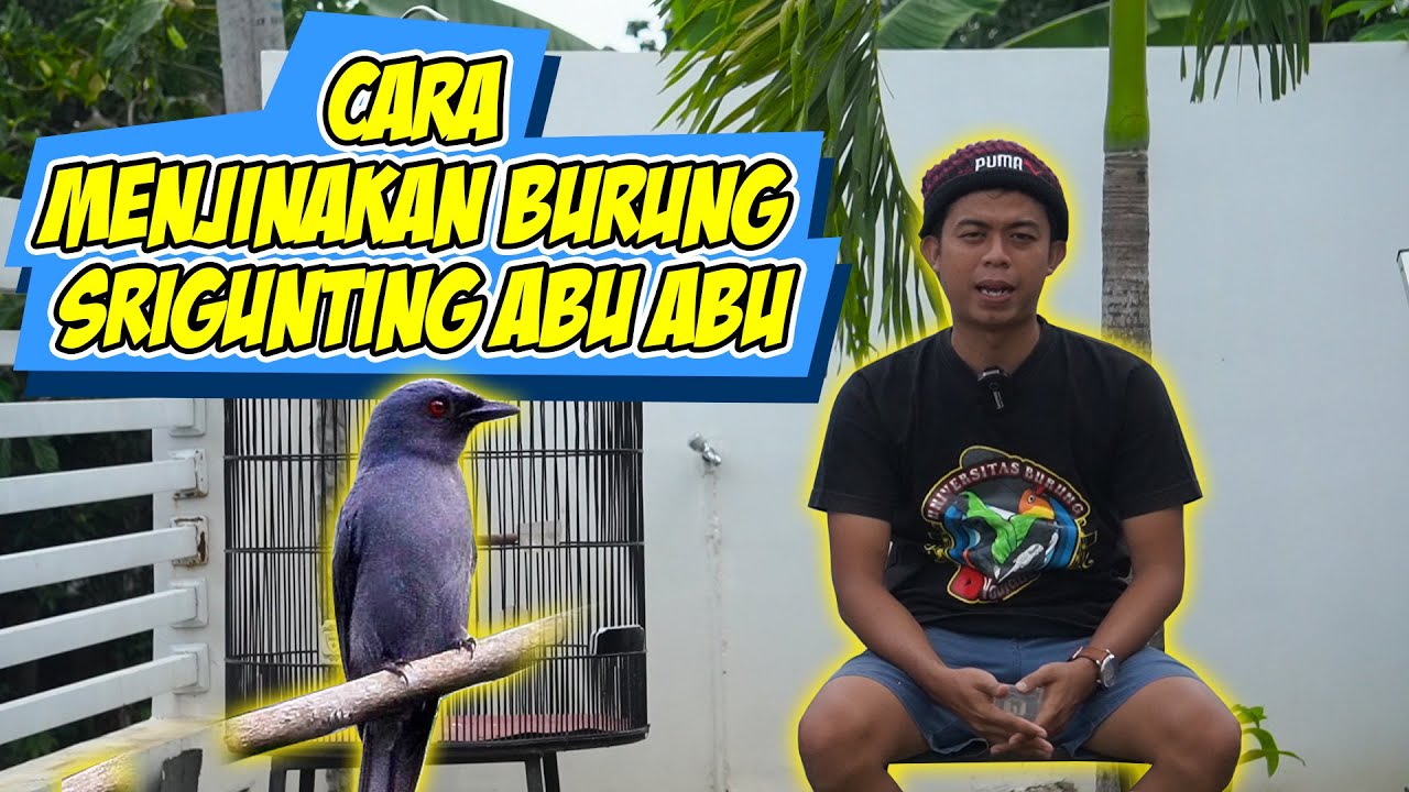 TIPS AMPUH MENJINAKAN SRIGUNTING ABU ABU