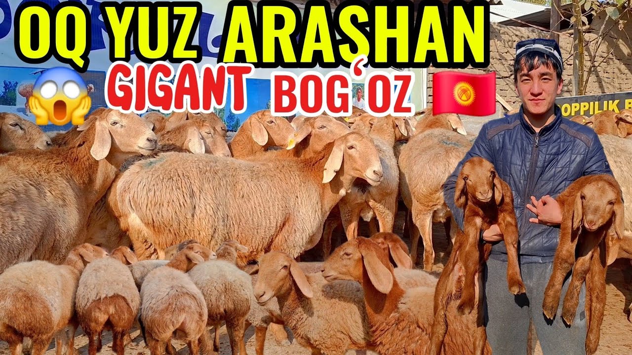 DOPPLI BOLAGA ARASHAN LINYALI GIGANT BOGʻOZ EGIZAKCHILARNI ARZON BERVORDI😱