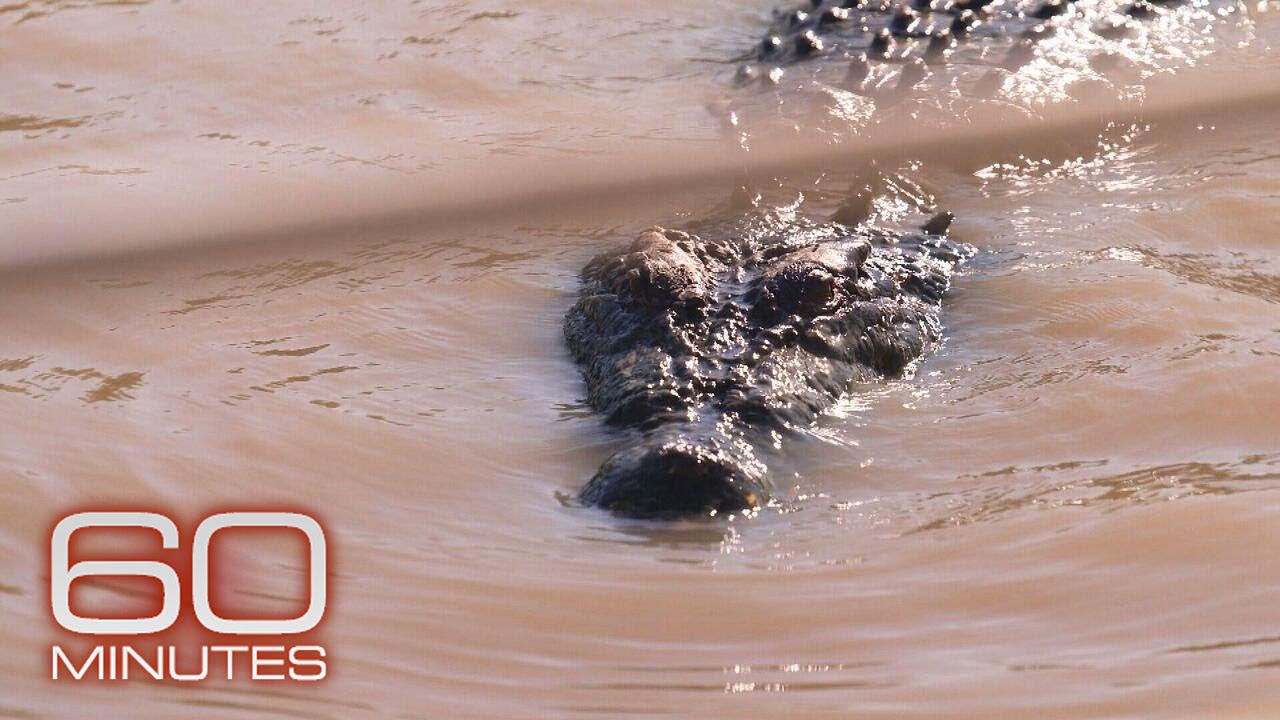 Some Australians worry about safety as population of apex predator crocodiles grows