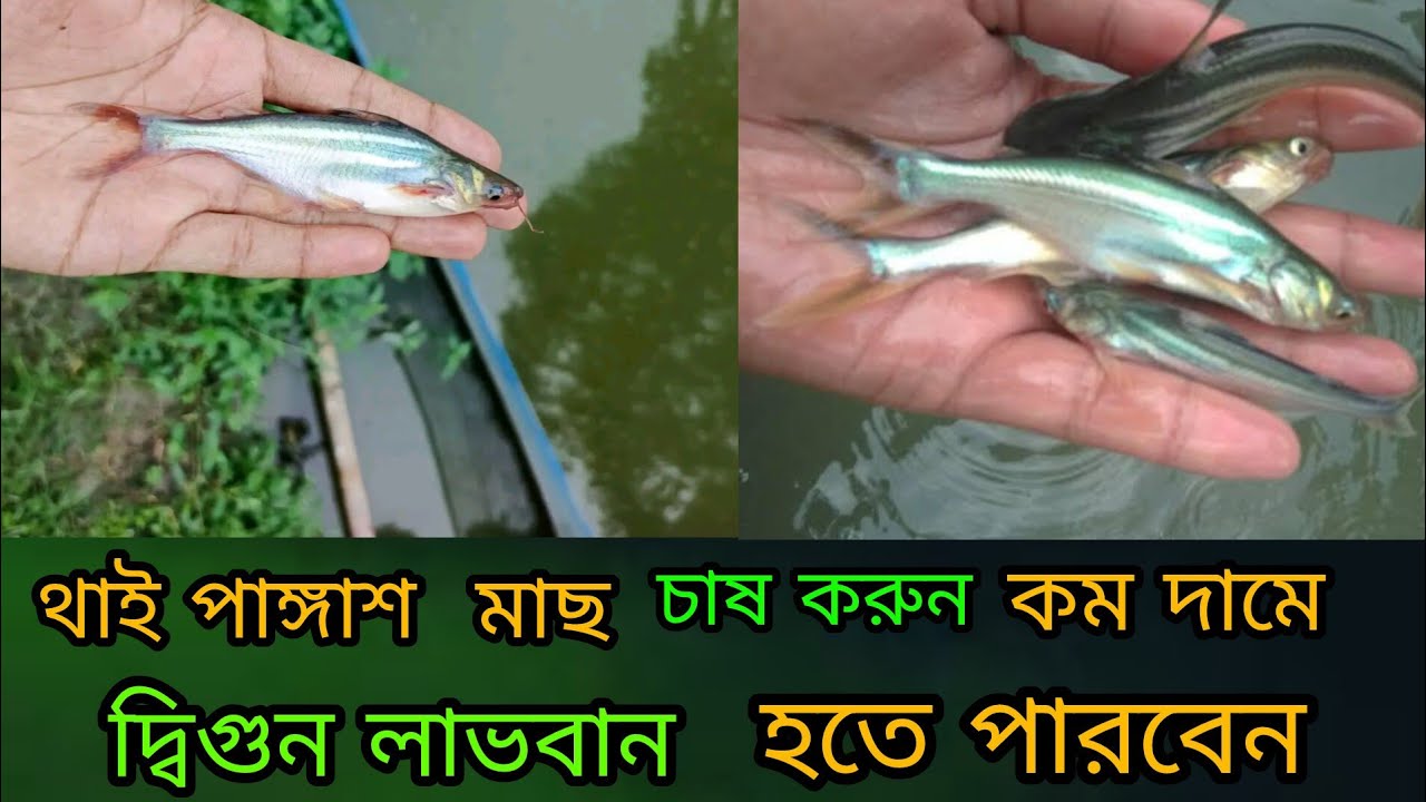 থাই পাঙ্গাশ মাছ চাষ করুন এবং কিনুন ✆ মোবাইল 01339964878