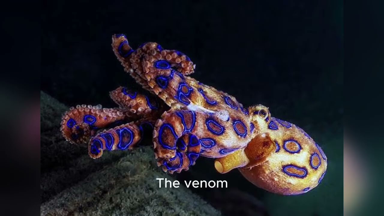 This Deadly Octopus is will surprise you. #didyouknow #oceanlife #justforyou #weirdnature  #animals