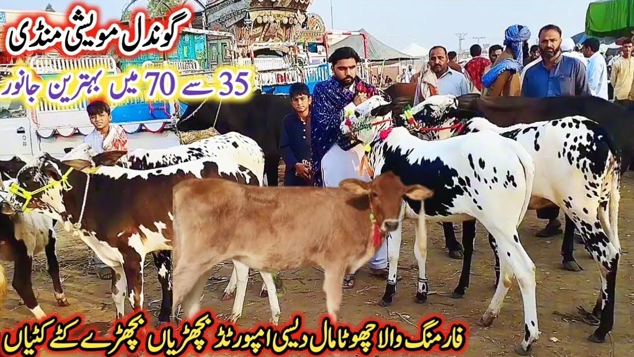 Gondal Mandi latest update 04Feb 2026!Farming wala chota Mall imported heifers Katy Katia!