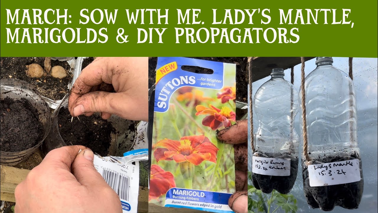 MARCH: Sow with me. Lady’s Mantle (Alchemilla mollis) & Marigold (burning embers) in DIY propagators
