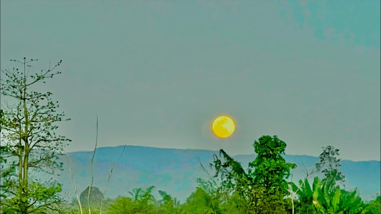 Hanami Music Festival 2026🇱🇦😍🇹🇭🌾🙏🏕️🎶