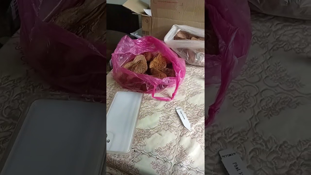 #орхідеїпідлітки#орхідеїпосадка #орхідеїдогляд Посадка отриманого ПІДЛІТКА в закриту систему 🪴🥰🪴