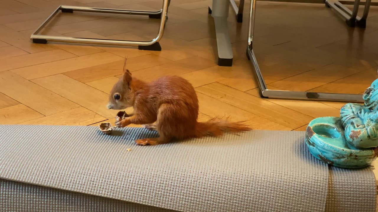 Kanzleieichhörnchen Matula futttert seine Nuss direkt