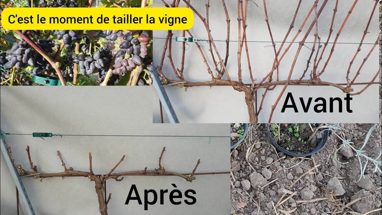 Comment je taille la vigne et pourquoi tailler ? 2023