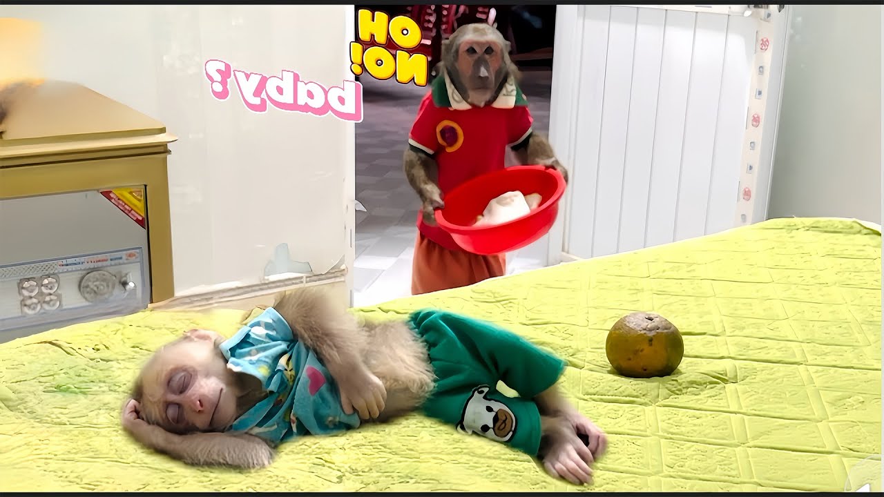 Abu Takes Care of Tired Baby Monkey While Mom Is Not at Home
