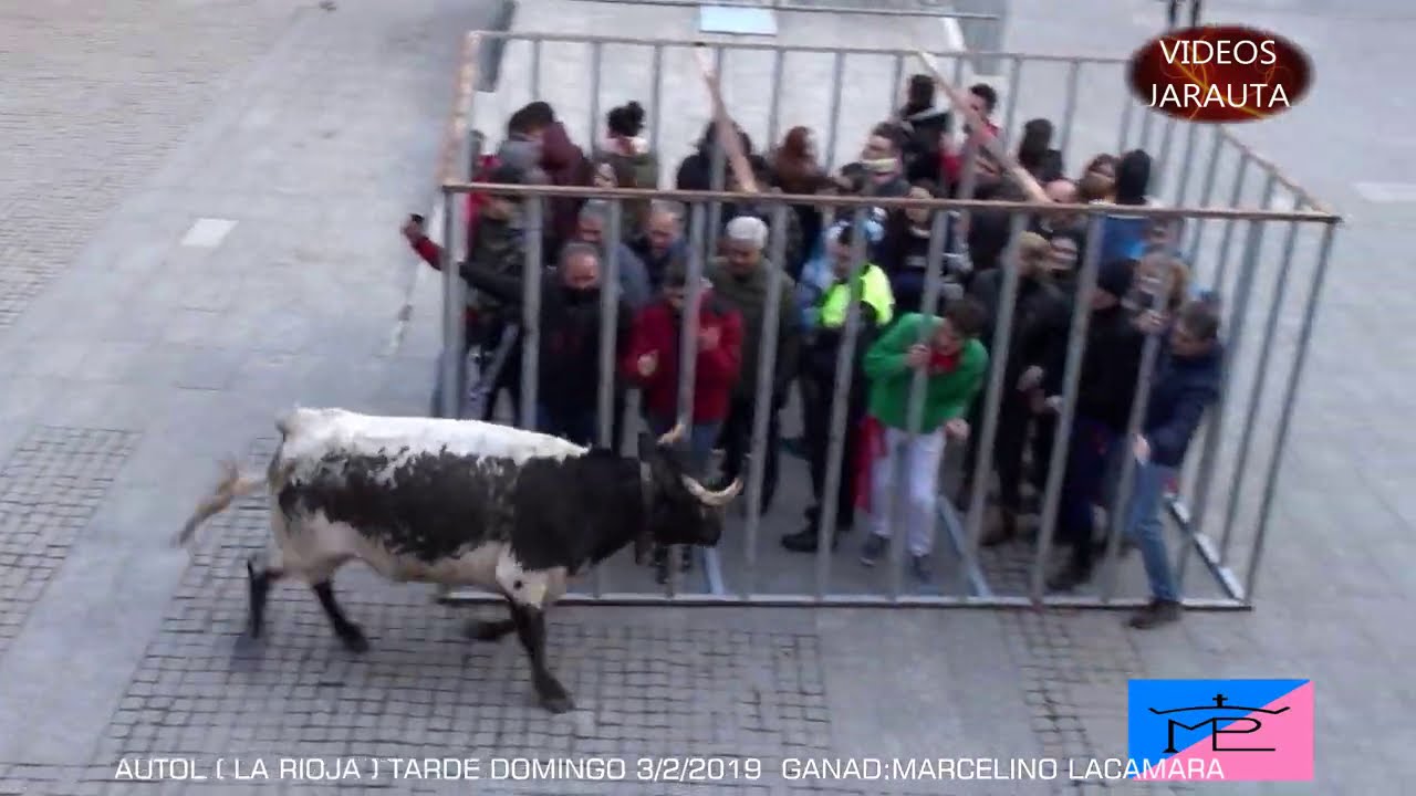 AUTOL  LA RIOJA  TARDE VACAS EN LA CALLE  DOMINGO 3 FEBRERO 2019  MARCELINO LACAMARA