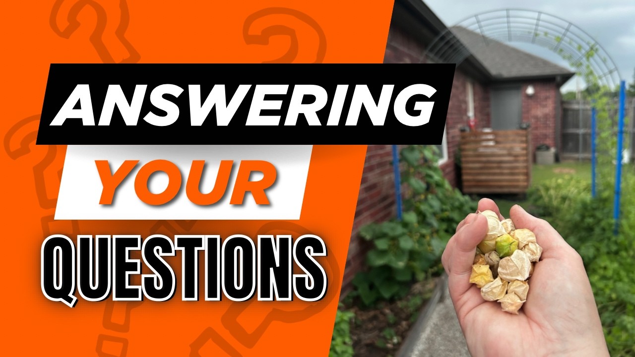 Growing Ground Cherries - What You NEED To Know!