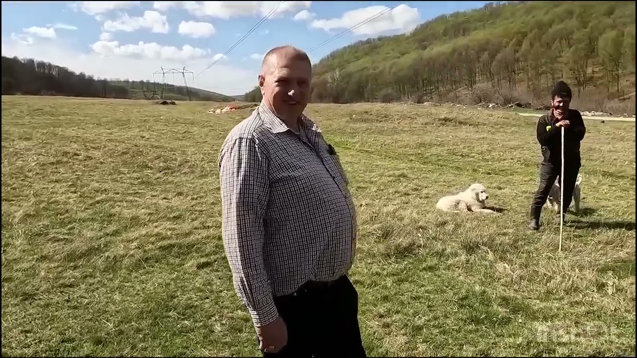 CU OILE ÎN TRANSHUMANTA-DL DILIRICI GIGEL -CEL MAI MARE CRESCĂTOR DE OI DIN JUDEȚUL .ARGES