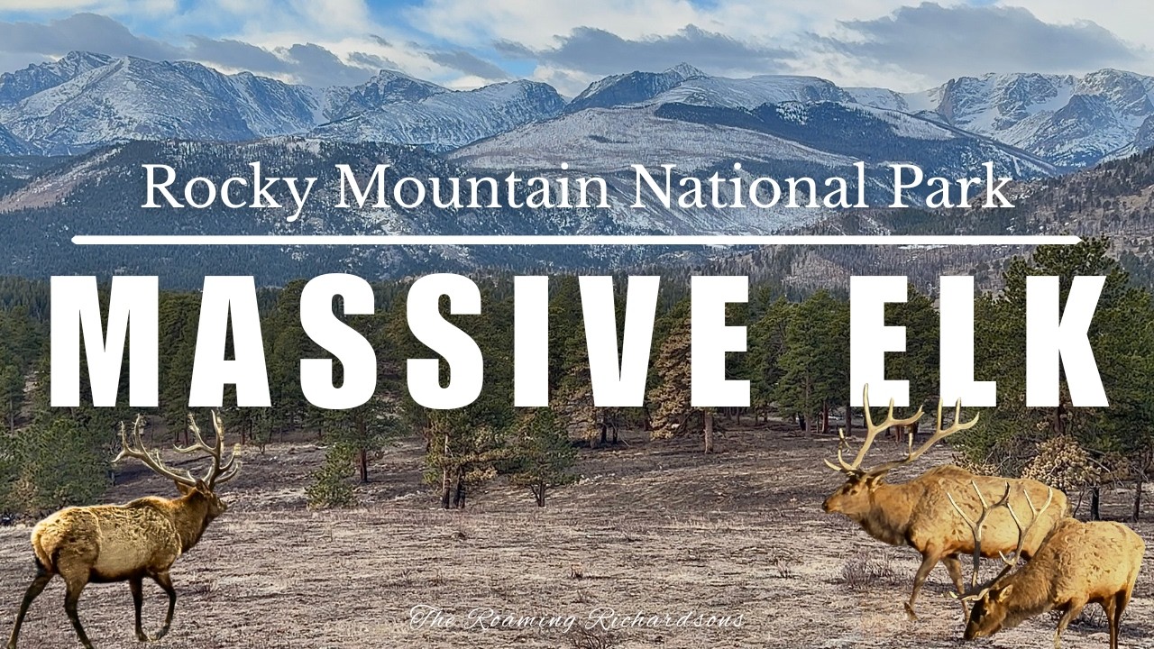 Огромный лось в Национальном парке Роки-Маунтин