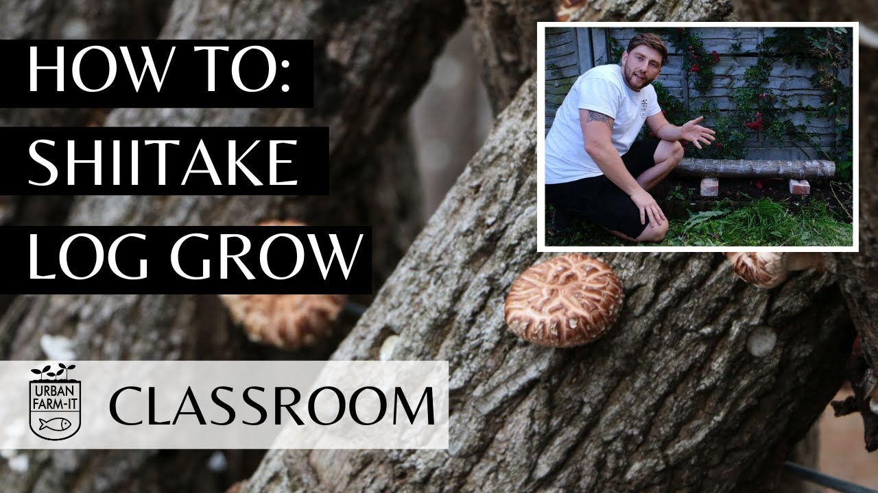 Как вырастить грибы из брёвен (простое руководство) | Urban Farm-It's Classroom
