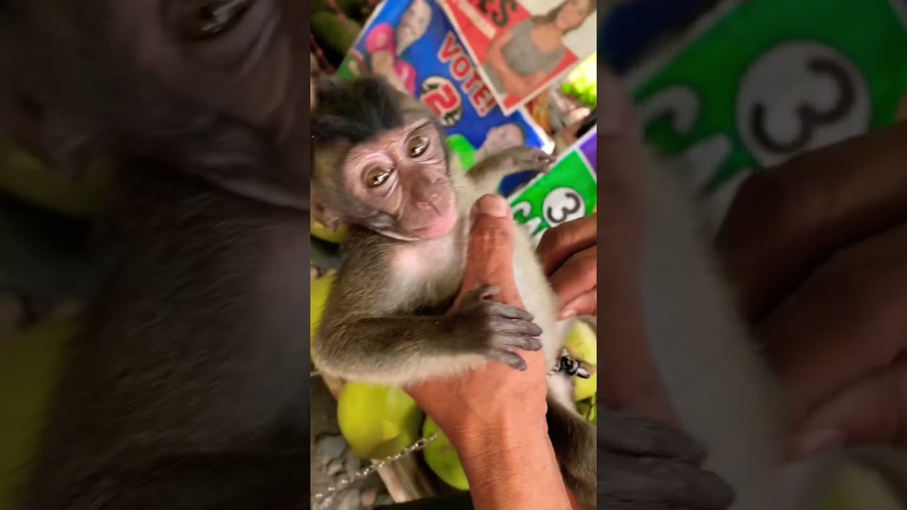 Clingy Baby Monkey Refuses to Drink Coconut Water #shorts