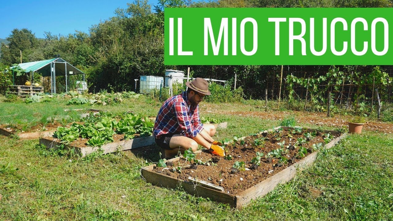 Coltivare fragole: perchè piantarle in autunno