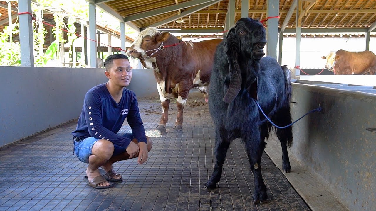 HERAN.. H4RGA KAMBING INI BISA BUAT BANGUN KANDANG SAPI