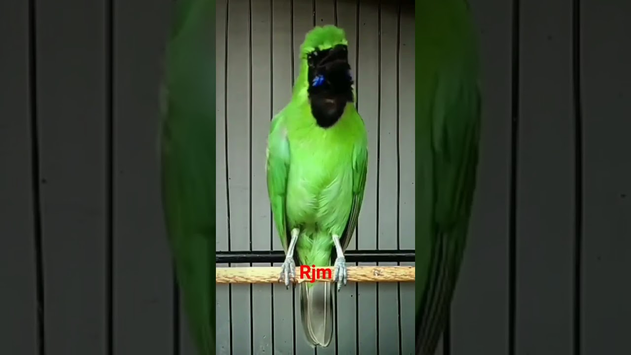 masteran cucak ijo jamtroo di pagi hari #cucakijogacor