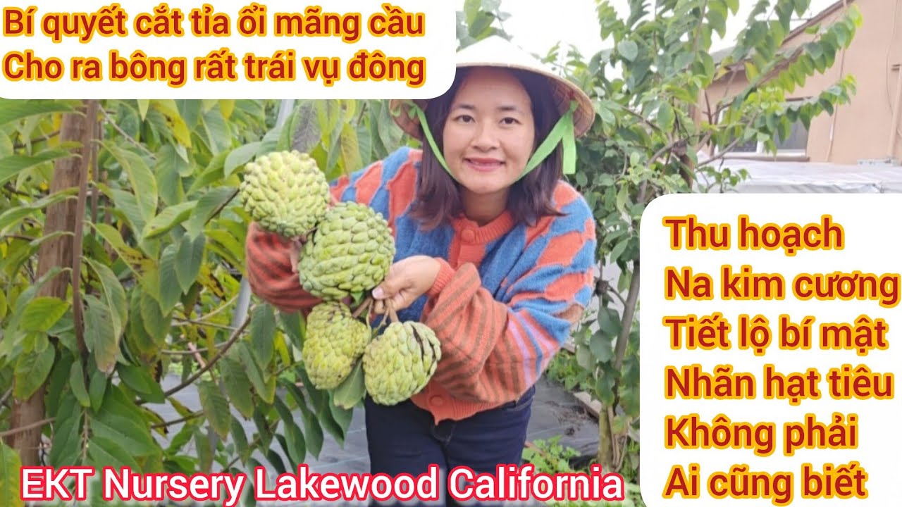Bí quyết cắt tỉa cành cho cây ổi, mãng cầu, nhãn giúp cây ra bông ra trái, thu hoạch mãng cầu 