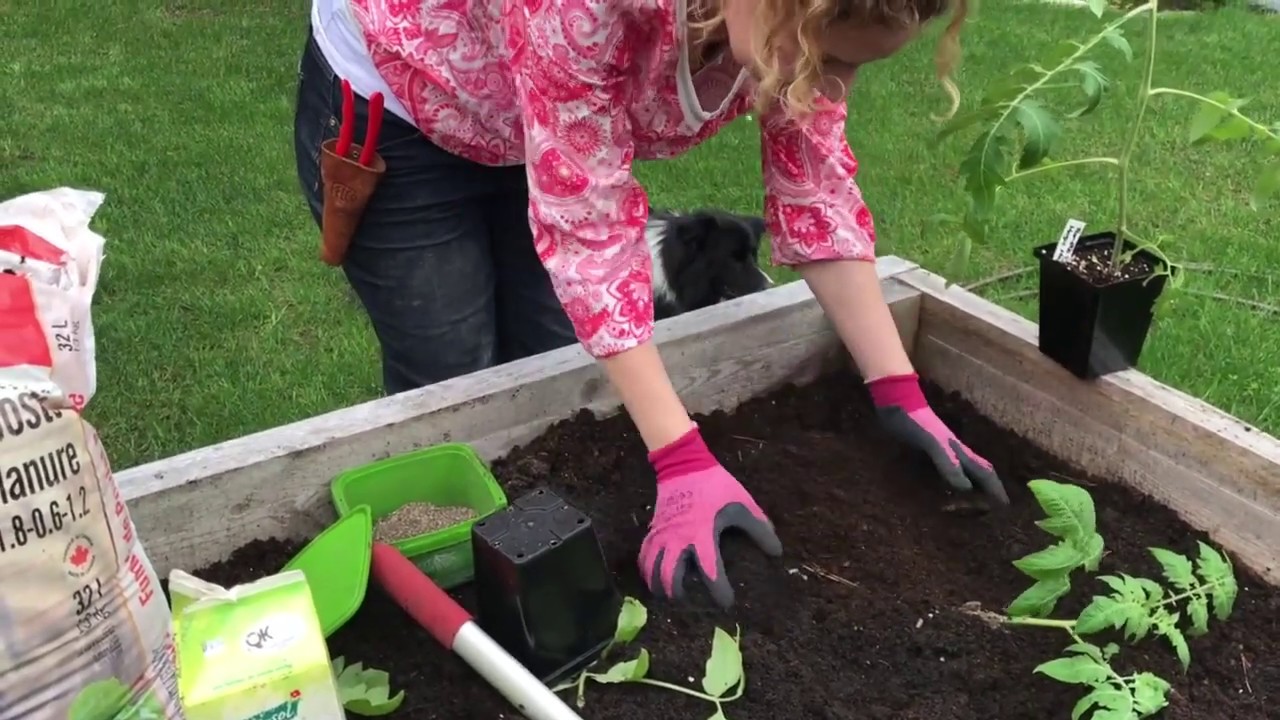 Comment planter un plant de tomates