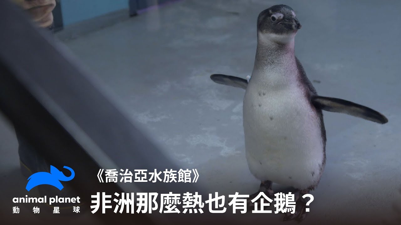 非洲也有企鵝？照顧斑嘴環企鵝是世界上最棒的工作！｜喬治亞水族館｜動物星球頻道