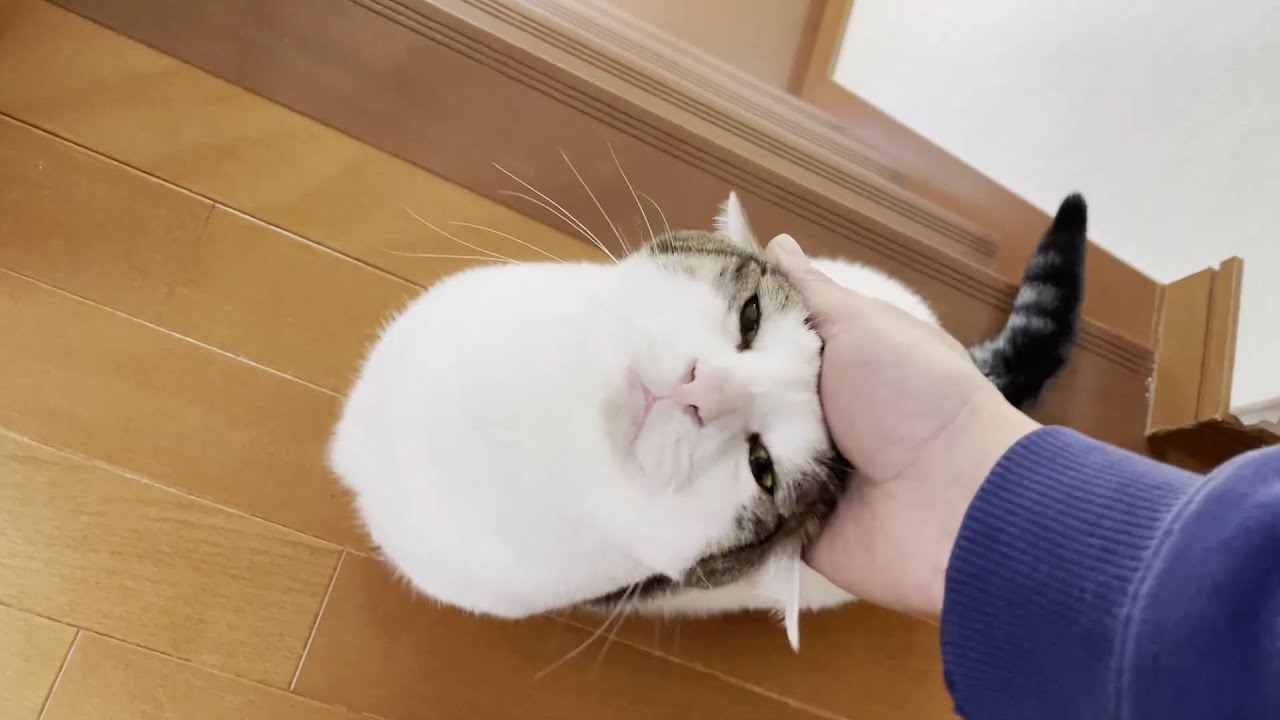 うしろからそっと見守る猫にほのぼのする