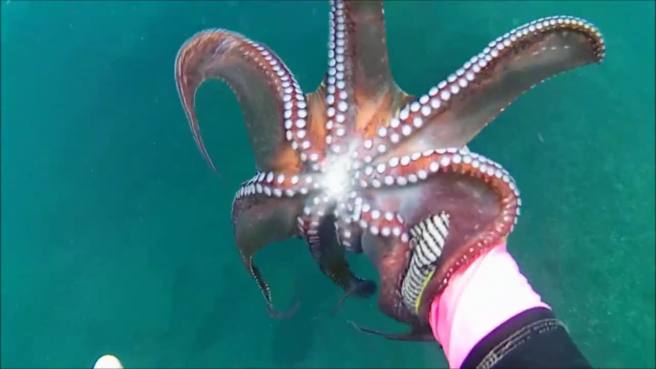 Spearfishing aceh s2 episode 24