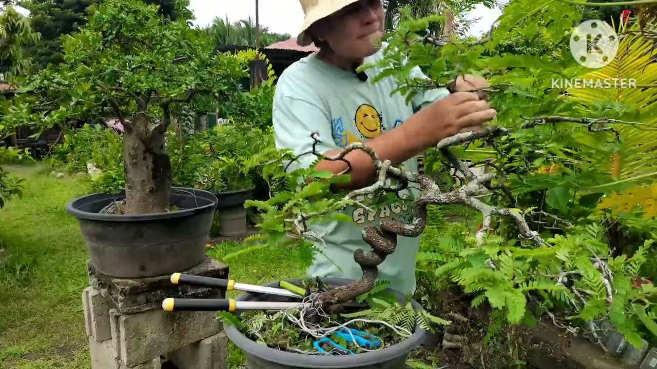 Work on sambag bonsai material after playing RC