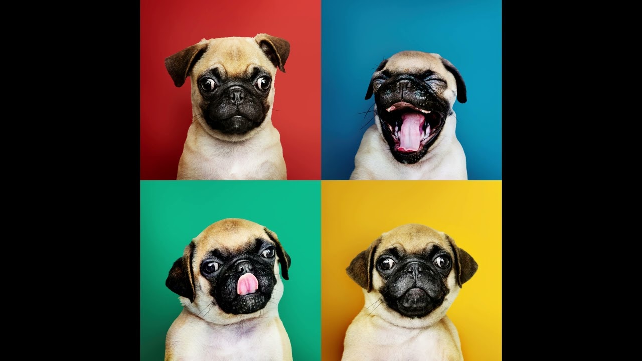 Party Möpse (Après Ski, Party)