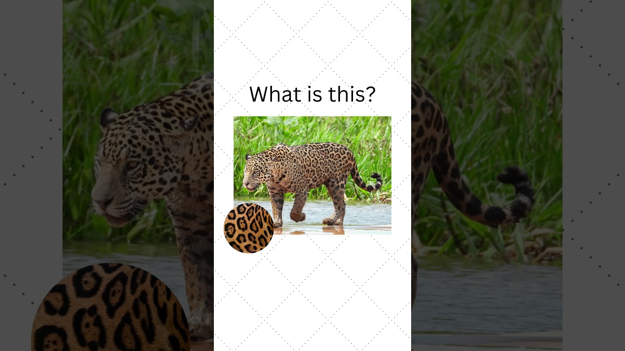 What is this ? | Wild Animals | The Practical Post | #whatisthis