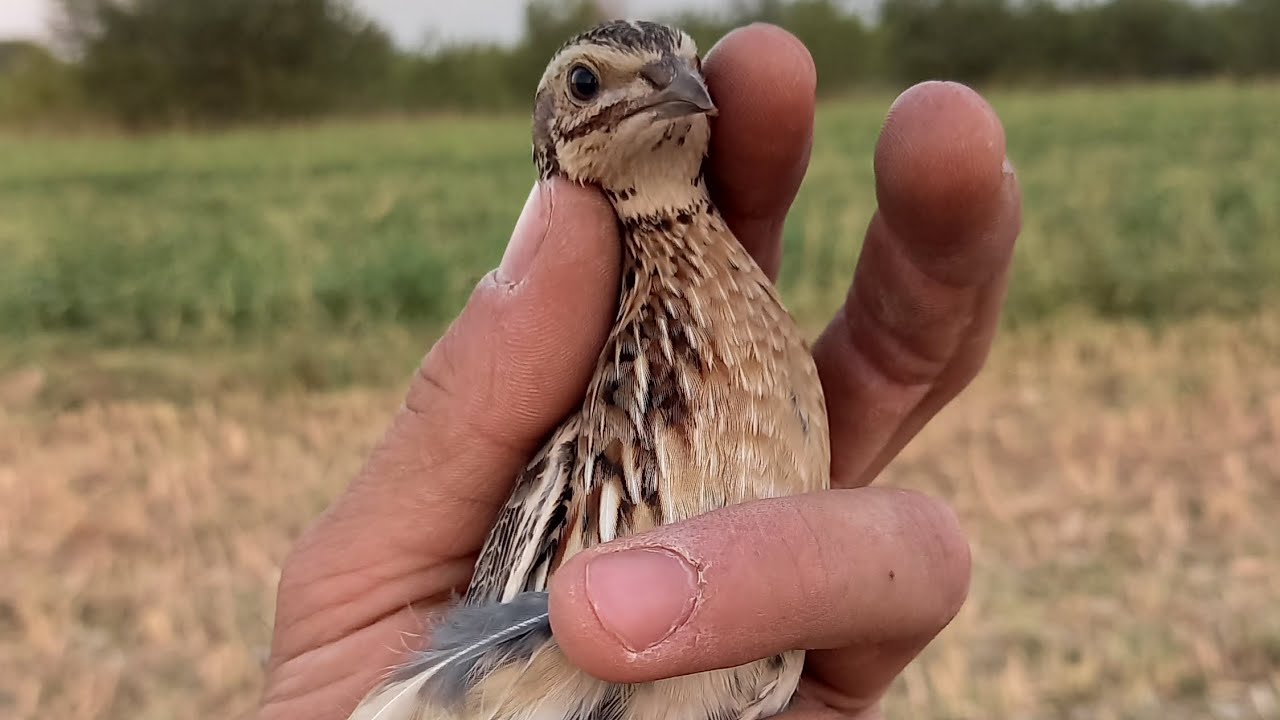 Bedana ovi Amirbek batair quail Amirbek 2025 25 August шикори бедона 2025