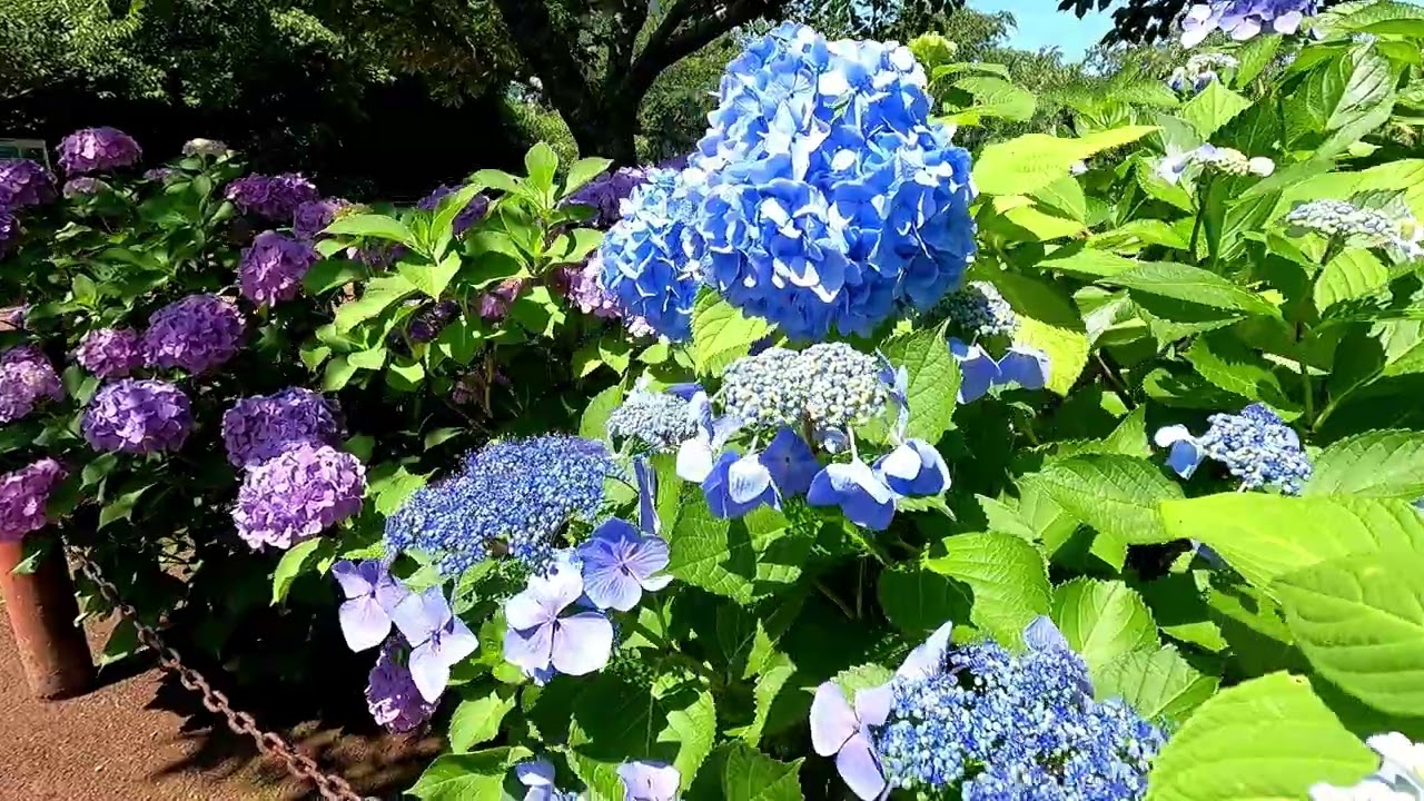 2025年06月17日【笠山山頂園の紫陽花】萩市
