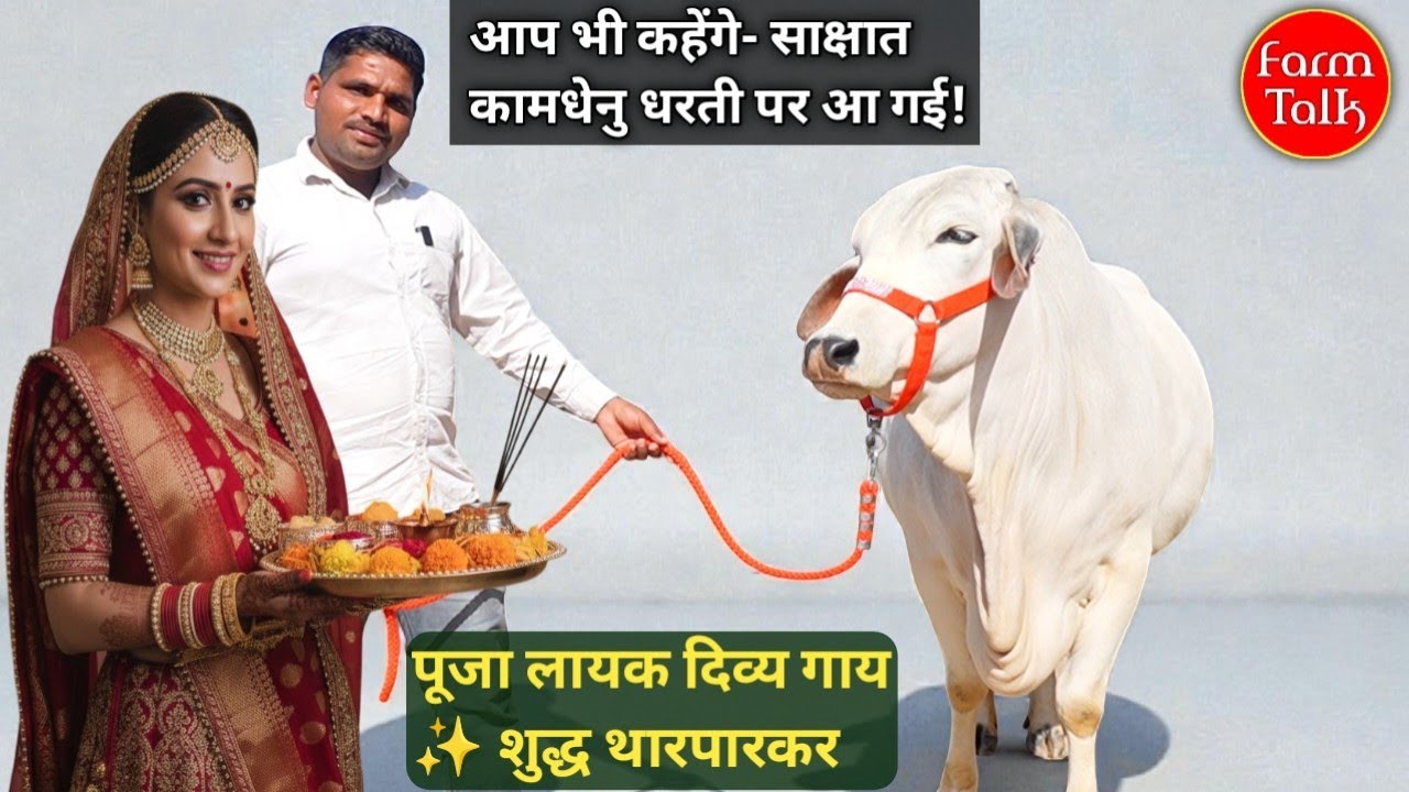 पूजा लायक दिव्य गाय! ✨ शुद्ध थारपारकर ऐसी सुंदरता देखकर आप भी कहेंगे- साक्षात कामधेनु धरती पर आ गई!