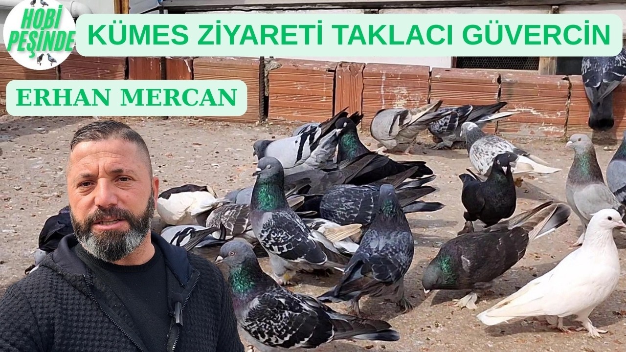 KÜMES ZİYARETİ ERHAN MERCAN TAKLACI GÜVERCİN #taklacıgüvercin 