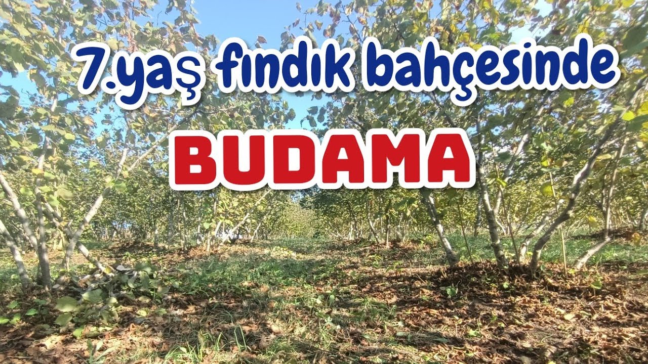 7.YAŞ BAHÇEDE BUDAMA