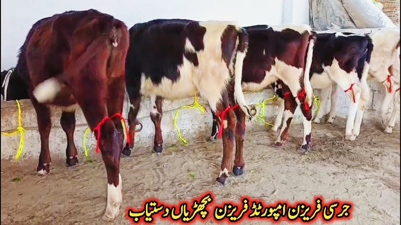 ٹاپ کوالٹی جرسی فریزن امپورٹڈ فریزن بچھڑیاں دستیاب لوکیشن گوندل منڈی کارگو سہولت آل پاکستان 