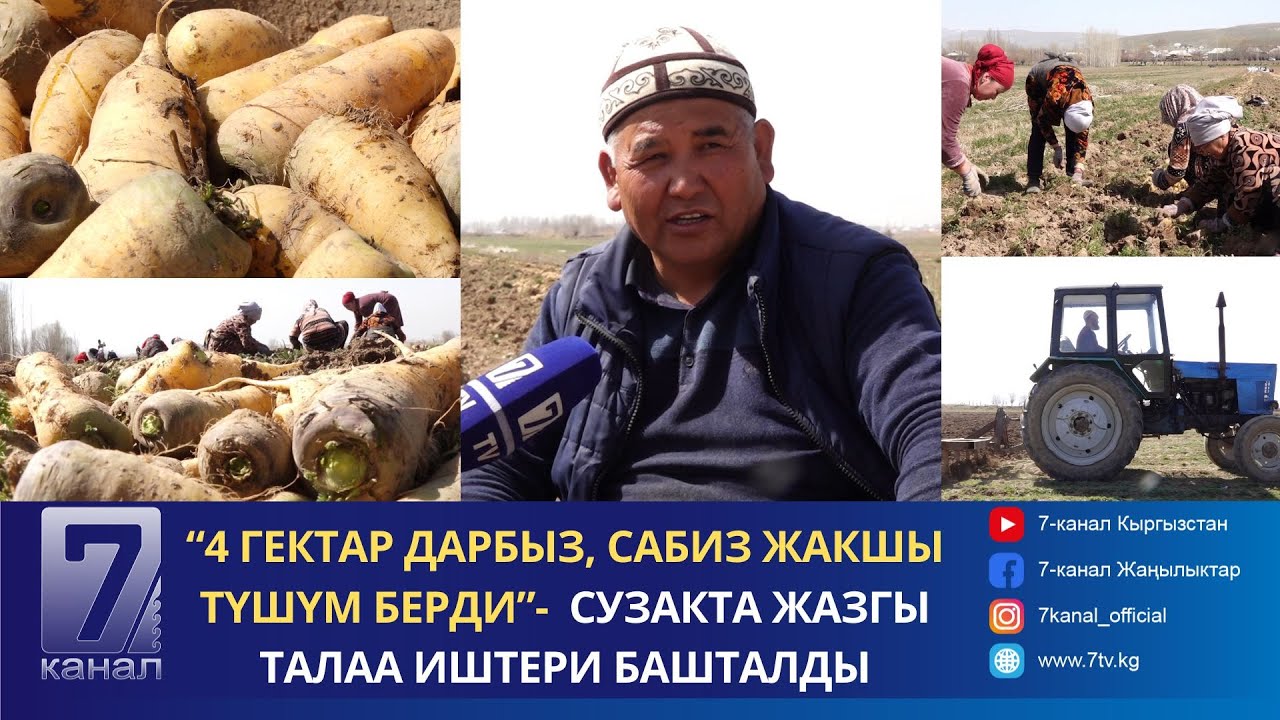 “4 ГЕКТАР ДАРБЫЗ ЭГЕМ, САБИЗ ЖАКШЫ ТҮШҮМ БЕРДИ”- СУЗАКТА ЖАЗГЫ ТАЛАА ИШТЕРИ БАШТАЛДЫ